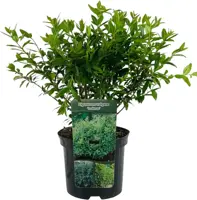 Ligustrum vulgare 'Lodense' (Liguster) 40cm - afbeelding 1