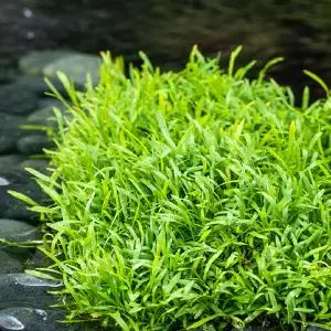Lilaeopsis brasiliensis (Braziliaanse grasplant) - afbeelding 2
