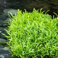 Lilaeopsis brasiliensis (Braziliaanse grasplant) - afbeelding 2