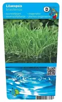 Lilaeopsis brasiliensis (Braziliaanse grasplant) - afbeelding 1