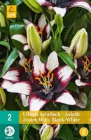 Lilium aziatisch zwart/wit 2 bloembollen - afbeelding 2