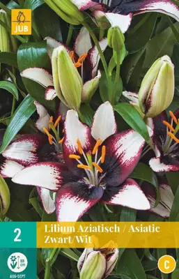 Lilium aziatisch zwart/wit 2 bloembollen - afbeelding 1