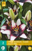 Lilium aziatisch zwart/wit 2 bloembollen - afbeelding 1