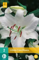 Lilium casablanca 2 stuks - afbeelding 1