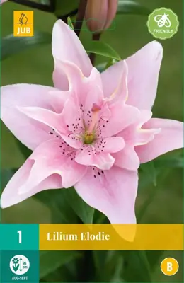 Lilium elodie 1 stuks - afbeelding 1