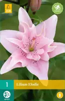 Lilium elodie 1 stuks kopen?