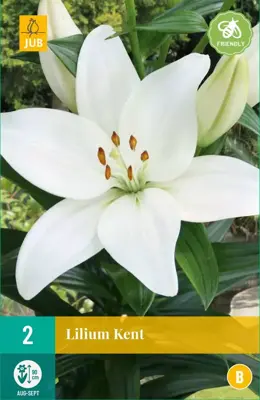 Lilium kent 2 stuks - afbeelding 1