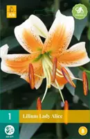 Lilium lady alice 1 stuks - afbeelding 1