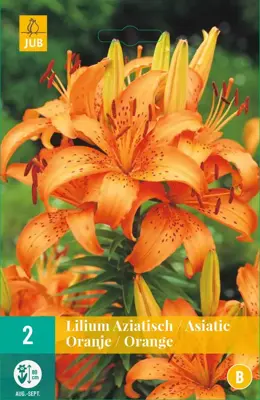Lilium oranje 2 stuks - afbeelding 1