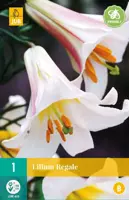 Lilium Regale 1st kopen?