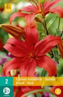 Lilium rood 2 stuks - afbeelding 3