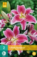 Lilium stargazer 2 stuks kopen?
