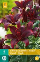 Lilium zwart 2 stuks - afbeelding 2