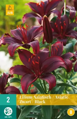 Lilium zwart 2 stuks - afbeelding 1