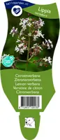 Lippia 'Citriodora' (Citroenverbena) - afbeelding 1