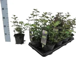 Lippia dulcis (Azteeks zoetkruid) 15cm - afbeelding 1