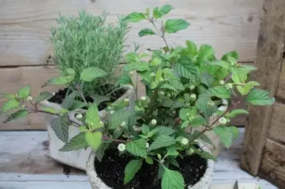 Lippia dulcis (Azteeks zoetkruid) 15cm - afbeelding 4