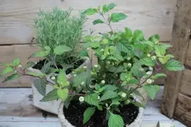 Lippia dulcis (Azteeks zoetkruid) 15cm - afbeelding 4