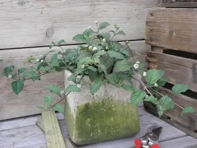 Lippia dulcis (Azteeks zoetkruid) 15cm - afbeelding 2