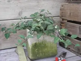 Lippia dulcis (Azteeks zoetkruid) 15cm - afbeelding 2