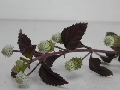 Lippia dulcis (Azteeks zoetkruid) 15cm - afbeelding 3