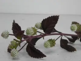 Lippia dulcis (Azteeks zoetkruid) 15cm - afbeelding 3