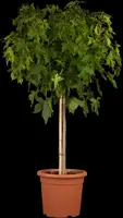 Liquidambar styraciflua (Amberboom) - afbeelding 6