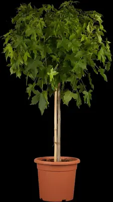 Liquidambar styraciflua (Amberboom) - afbeelding 6