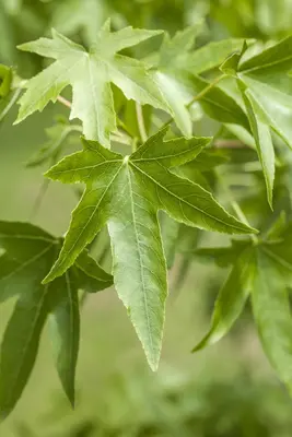 Liquidambar styraciflua (Amberboom) - afbeelding 5
