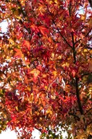 Liquidambar styraciflua (Amberboom) - afbeelding 9