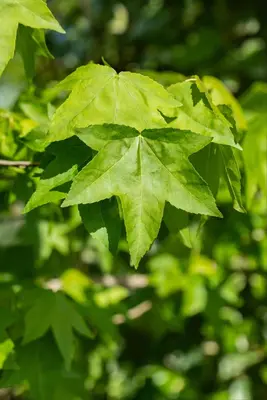 Liquidambar styraciflua (Amberboom) - afbeelding 29