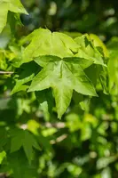 Liquidambar styraciflua (Amberboom) - afbeelding 29