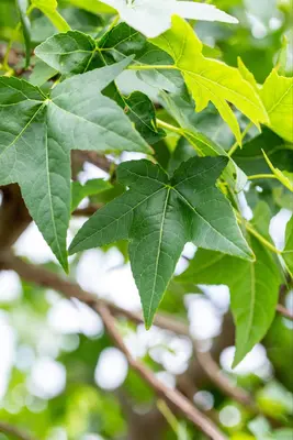 Liquidambar styraciflua (Amberboom) - afbeelding 32