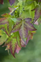 Liquidambar styraciflua (Amberboom) - afbeelding 1