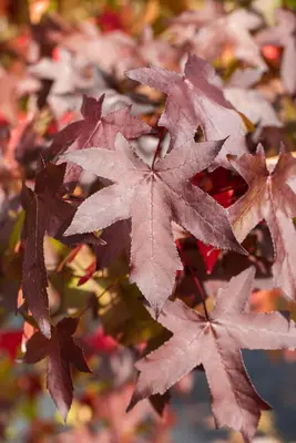 Liquidambar styraciflua (Amberboom) - afbeelding 22