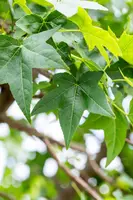 Liquidambar styraciflua (Amberboom) - afbeelding 32