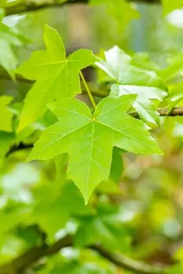 Liquidambar styraciflua (Amberboom) - afbeelding 35