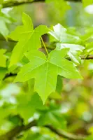 Liquidambar styraciflua (Amberboom) - afbeelding 35
