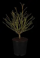 Liquidambar styraciflua (Amberboom) - afbeelding 7