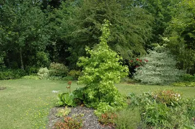 Liquidambar styraciflua (Amberboom) - afbeelding 11