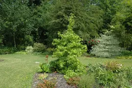 Liquidambar styraciflua (Amberboom) - afbeelding 11
