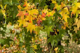 Liquidambar styraciflua (Amberboom) - afbeelding 8
