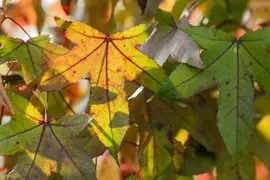 Liquidambar styraciflua (Amberboom) - afbeelding 10