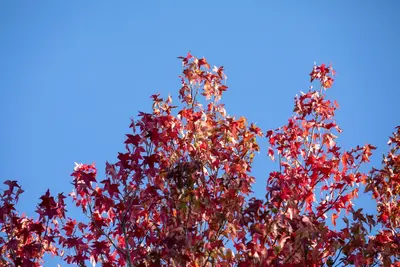 Liquidambar styraciflua (Amberboom) - afbeelding 14