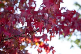 Liquidambar styraciflua (Amberboom) - afbeelding 16
