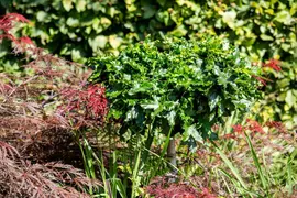 Liquidambar styraciflua (Amberboom) - afbeelding 19