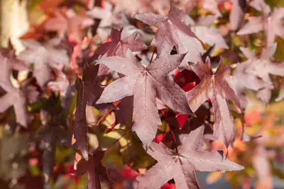 Liquidambar styraciflua (Amberboom) - afbeelding 21