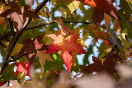 Liquidambar styraciflua (Amberboom) - afbeelding 23