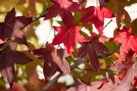 Liquidambar styraciflua (Amberboom) - afbeelding 24