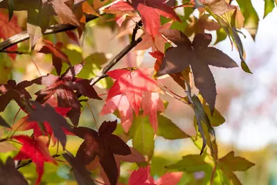 Liquidambar styraciflua (Amberboom) - afbeelding 25